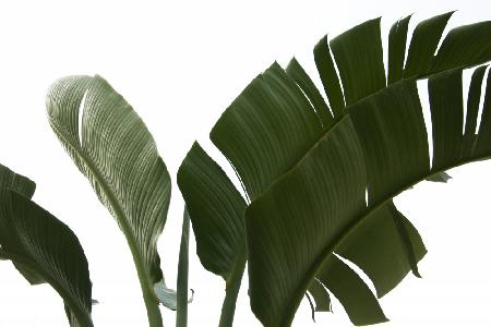 Reisende Palmblätter Laub Foto 06