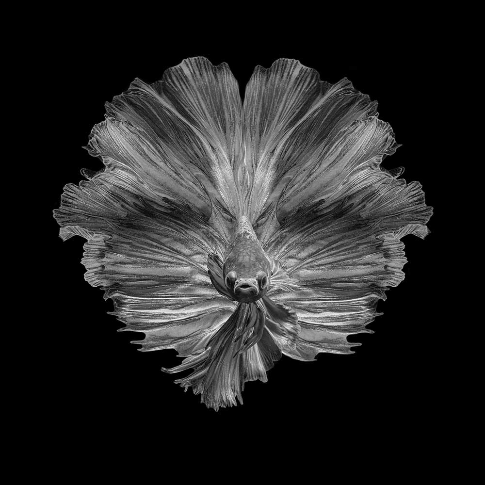 Die Blume des Schwanzes von Andi Halil