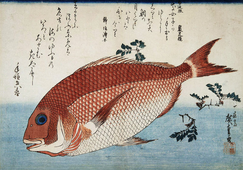 Goldbrasse von Ando oder Utagawa Hiroshige