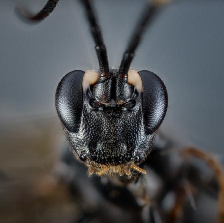 Cerambycidae I