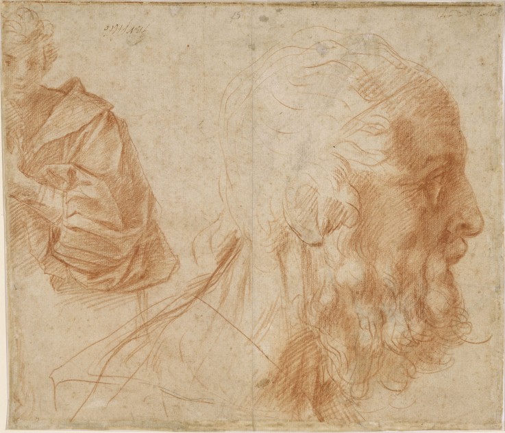 Studienblatt mit einem Jüngling und dem Kopf eines alten Mannes (Homer?) von Andrea del Sarto
