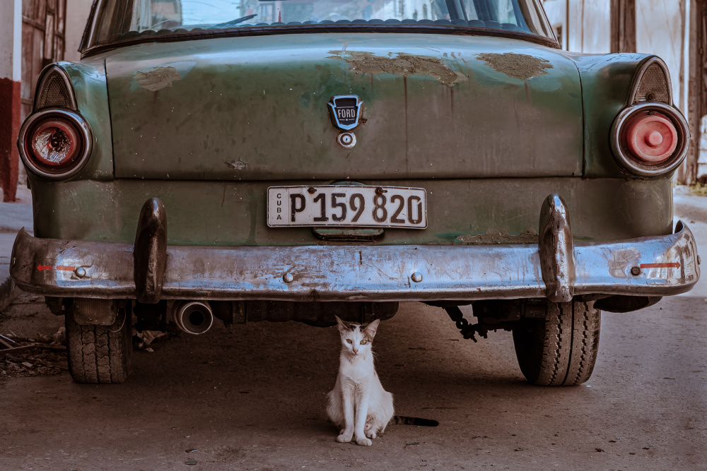 Kubanische Katze mit Auto von Andreas Bauer
