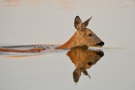 Sie übt ihr herrliches Morgenschwimmen ...