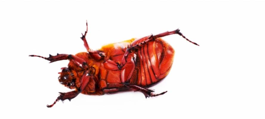 Wie der Käfer auf dem RückeN von Andreas Marinski