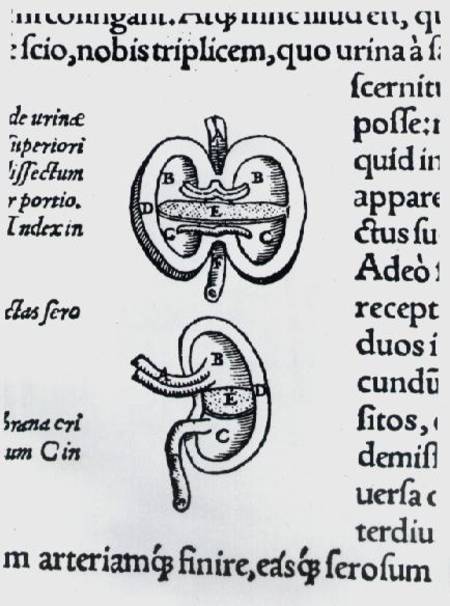 Kidney, two sections von Andreas Vesalius