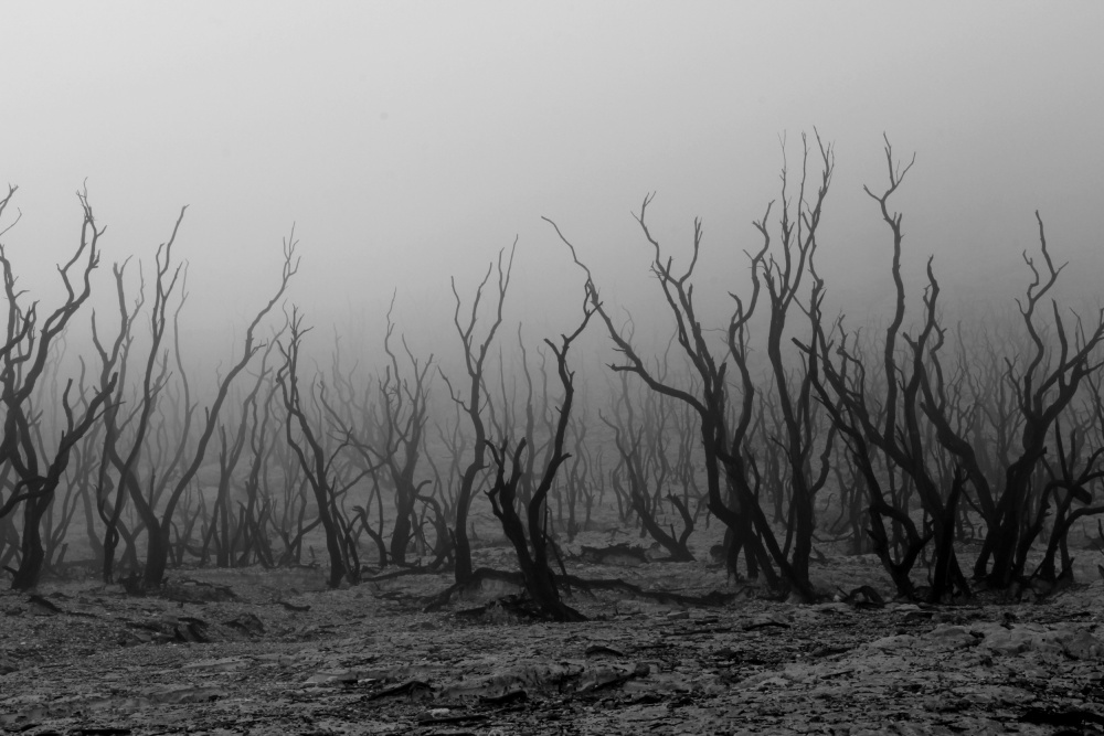 kabut pagi di hutan mati von Andrei Amisi