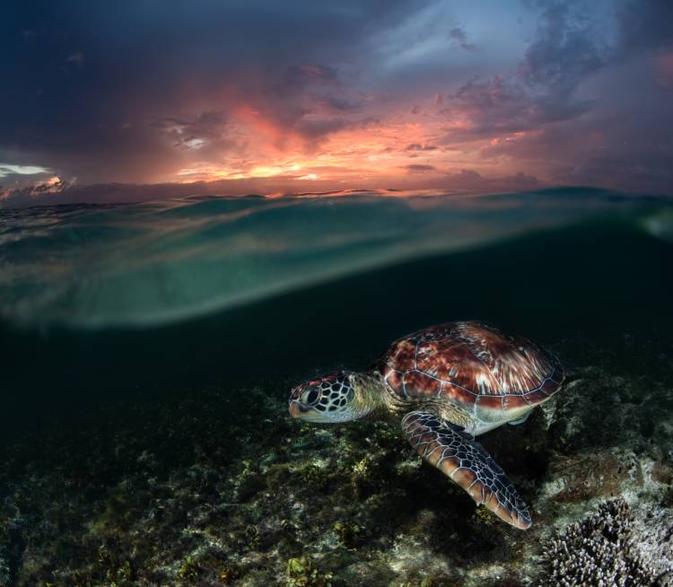 Sunset swim von Andrey Narchuk