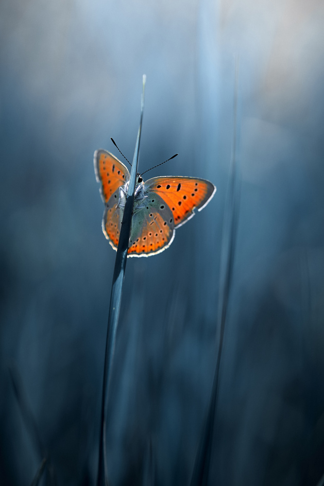 schüchterner Schmetterling von Andrii Kazun