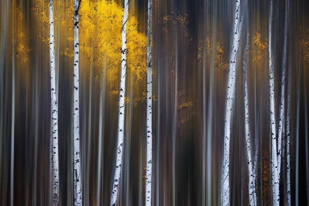 Curtain of Fall von Andy Hu