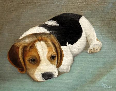Süßer Beagle