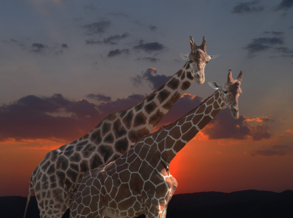 Giraffen von Anna Cseresnjes