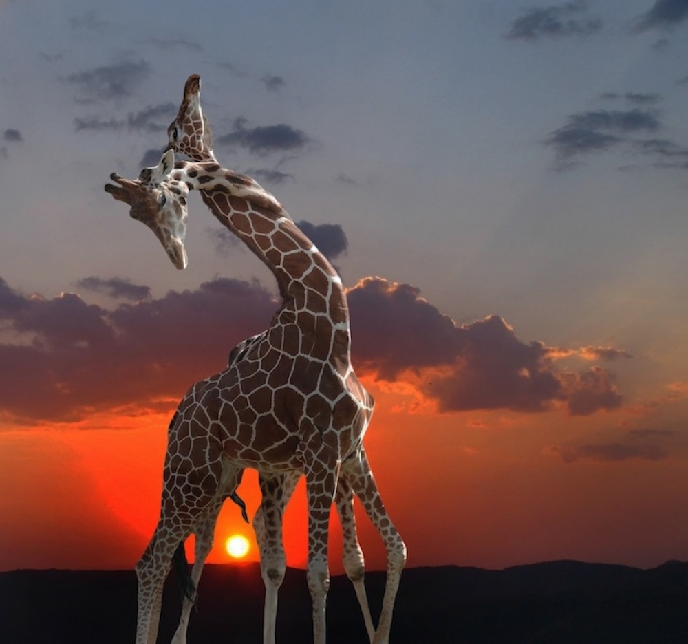 Giraffen bei Sonnenuntergang von Anna Cseresnjes