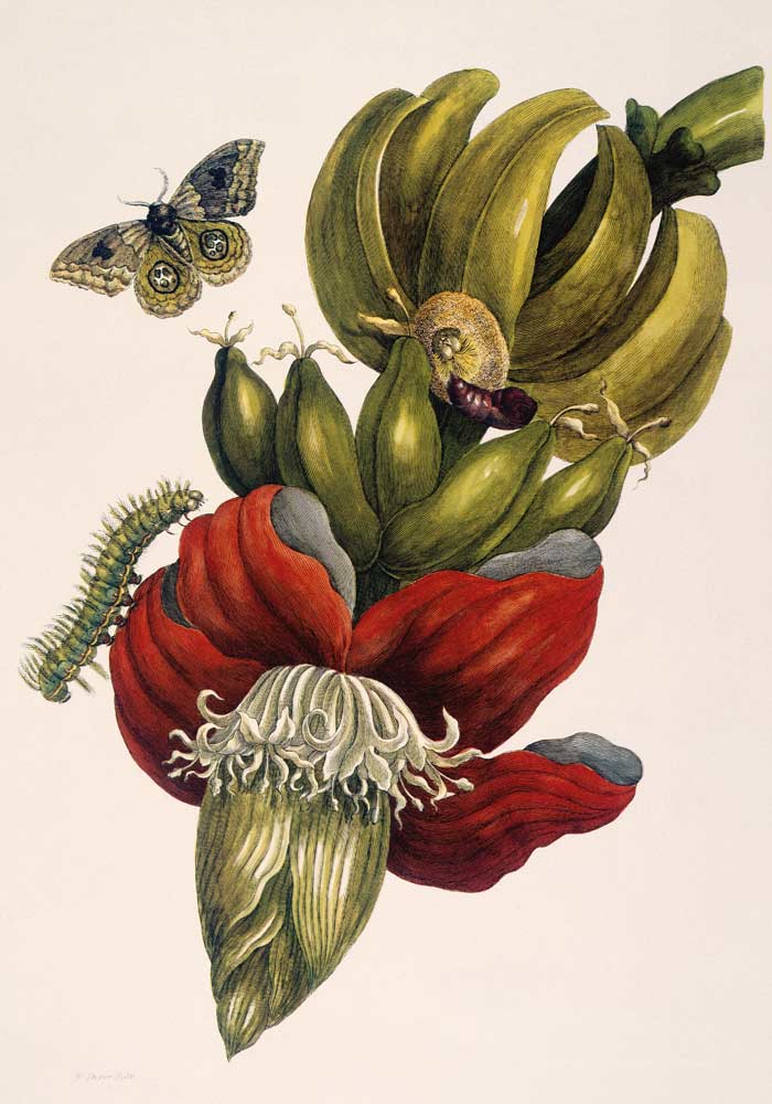 Blühende Banane und Automeris (Musa sapientium und Automeris liberia). von Maria Sibylla Merian