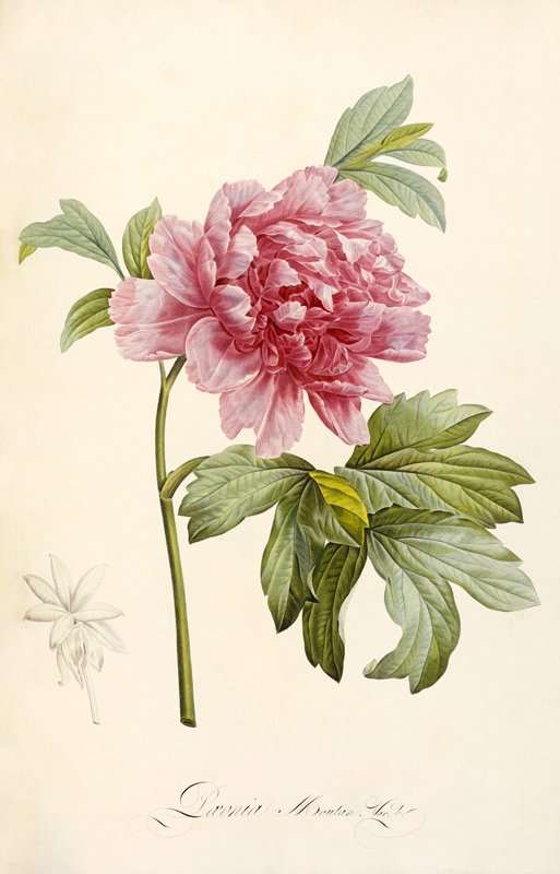 Hand Colored Engraving Of A Peony von Maria Sibylla Merian