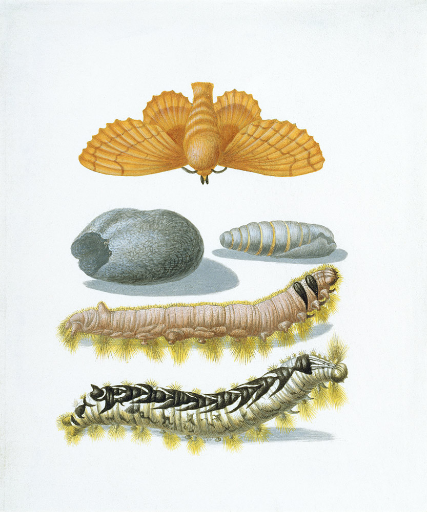 Kupferglocke mit Raupen und Kokon. von Maria Sibylla Merian