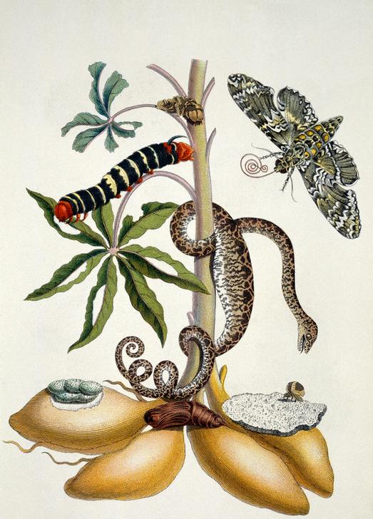 Maniok (Manihot utilissima) und Riesen-Pfeilschwanz (Nachtfalter) von Maria Sibylla Merian