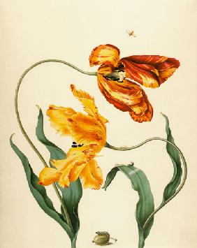 Gartentulpen, Stachelbeere und Gelbe Stachelbeerwespe um 1705