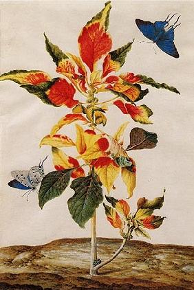 Amaranthus Tricolor 1695