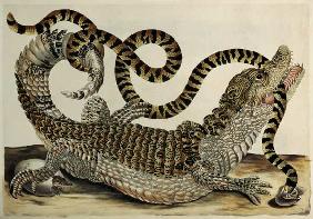 Alligator and Snake 1730