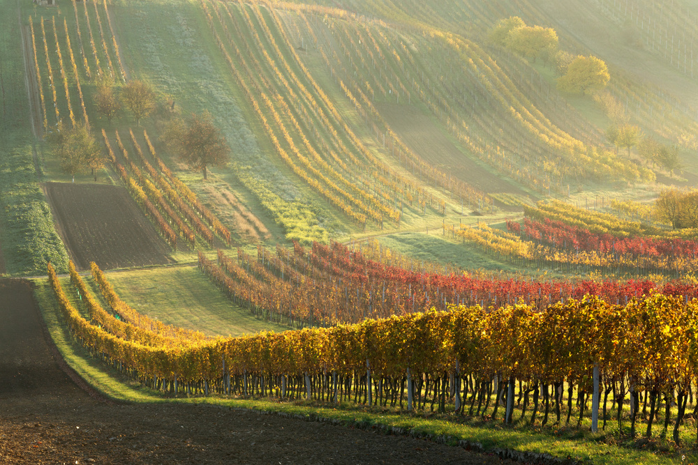 Herbstliche Weinberge von Anna Pakutina