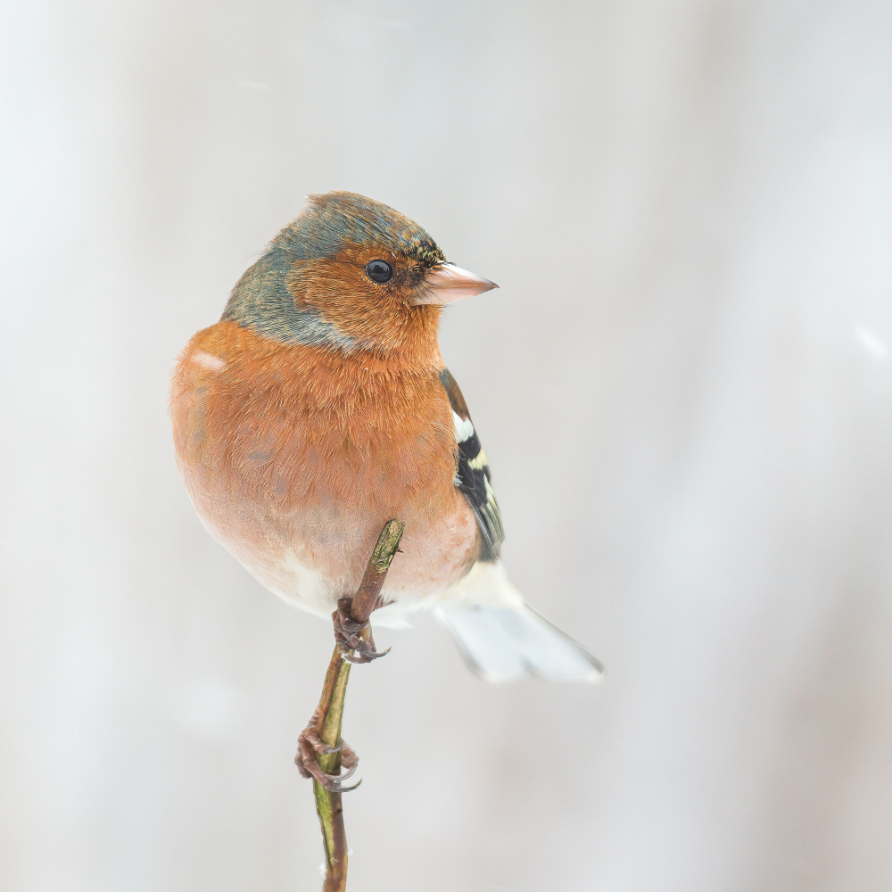 Buchfink im Winter. von Annie Keizer