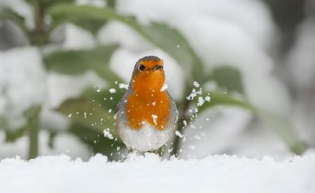 Robin im Schnee.