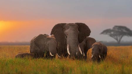 Elefantenfamilie in Amboseli