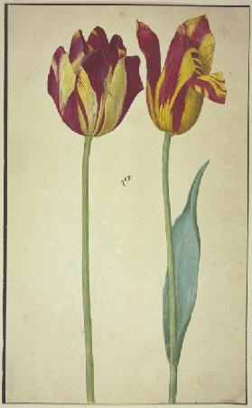 Zwei gelbrote Tulpen