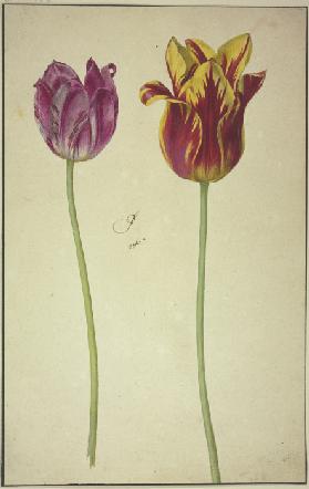Zwei Tulpen