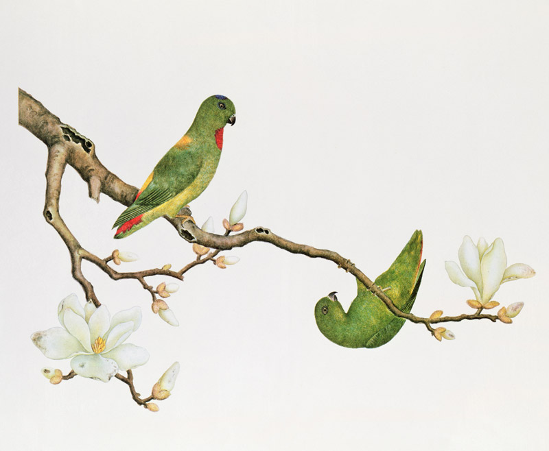 Blue-crowned parakeet, hanging on a magnolia branch von Anonymous