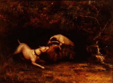 Dogs Baiting a Badger von Anonymous