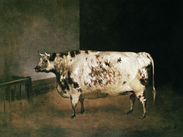 Shorthorn Cow von Anonymous