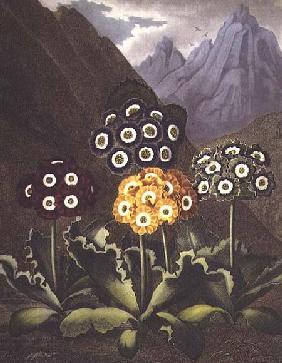 Auriculas from Dr John Robert Thorntons Temple of Flora, or Garden of the Botanist, Poet, Painter an 1812