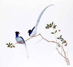 Red-billed blue magpies, on a branch with red berries Ch'ien-lun