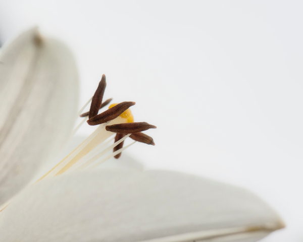 Delicate White Flower von Ant Smith