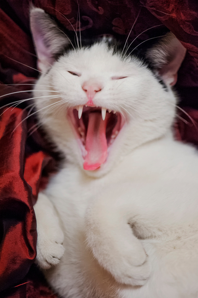 Kitten Yawns von Ant Smith