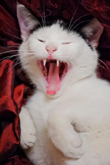 Kitten Yawns 2020