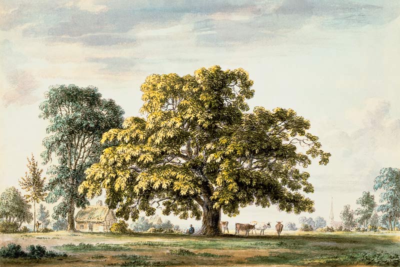A Walnut Tree at Denton, near Grantham  and von Anthony Devis