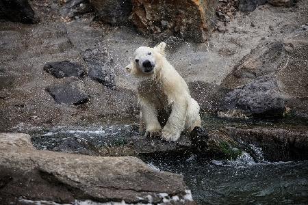 IHRE NIEDLICHKEIT,der kleine Wasserliebhaber