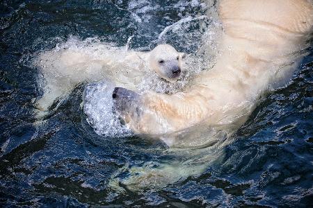 IHRE NIEDLICHKEIT,mit Mama schwimmen