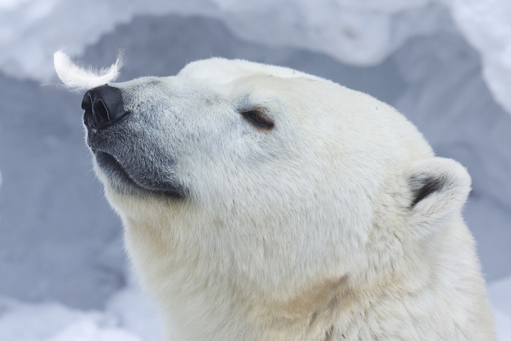 Eisbärenporträt von Anton Belovodchenko