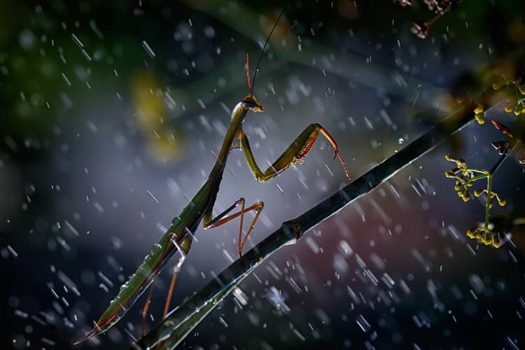 Mantis in the rain von Antonio Grambone