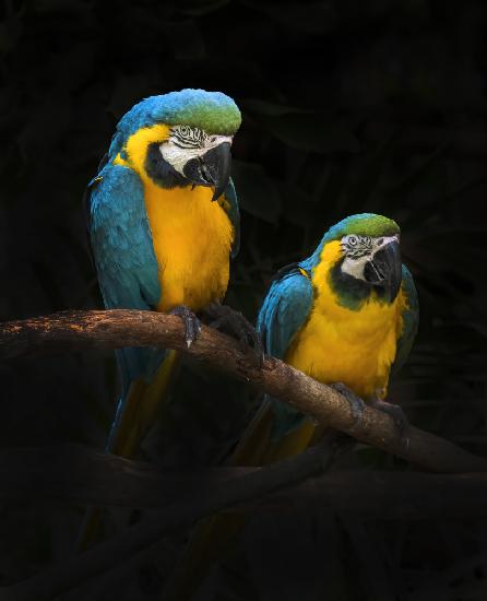 Ara-Papageien