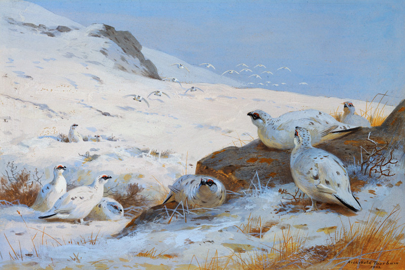 Alpenschneehühner von Archibald Thorburn