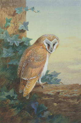 Barn Owl, 1916 (watercolour on paper) von Archibald Thorburn