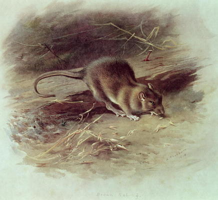 Brown Rat (Rattus norvegicus) 1918 (coloured engraving) von Archibald Thorburn