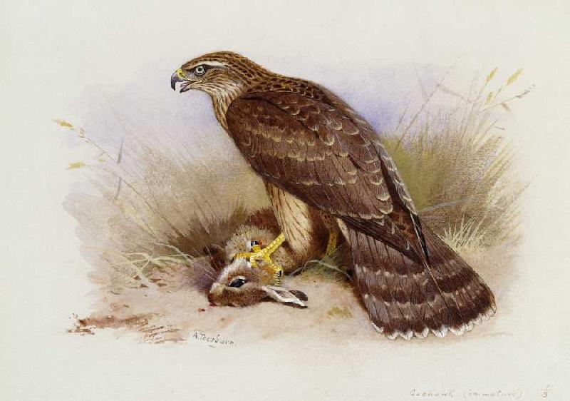 Der Habicht (Illustration aus: Lord Lilford's Coloured Figures of the Birds of the British Isles). von Archibald Thorburn