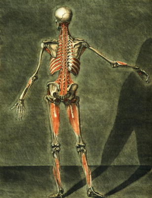 Deep Muscular System of the Back of the Body, plate 10 of a complete course of anatomy with text by von Arnauld Eloi Gautier D'Agoty