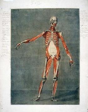 Deeper Muscular System of the Front of the Body, plate 5 from a complete course of anatomy with text 19th