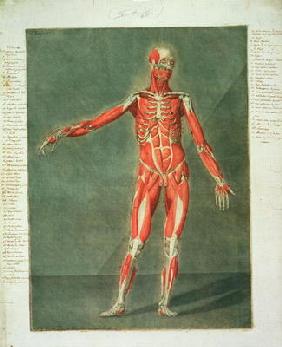 Superficial Muscular System of the Front of the Body, plate 4 from a complete course of anatomy with 19th
